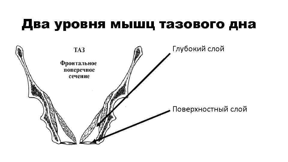 Два уровня мышц тазового дна Глубокий слой Поверхностный слой 