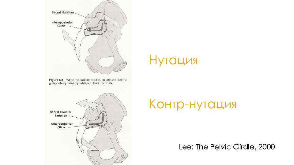 Нутация Контр-нутация Lee: The Pelvic Girdle, 2000 