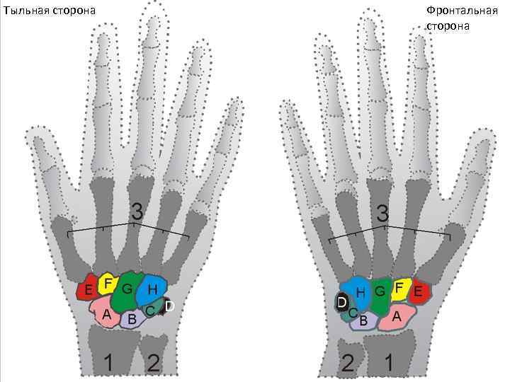 Тыльная сторона Фронтальная сторона 