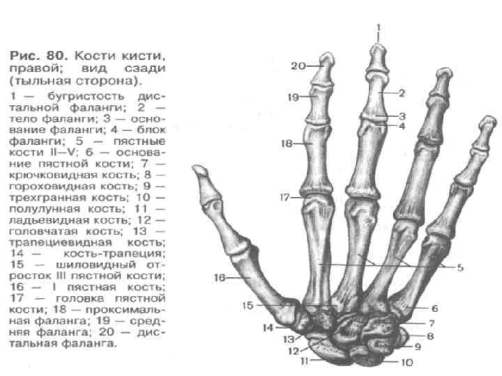 Схема костей кисти