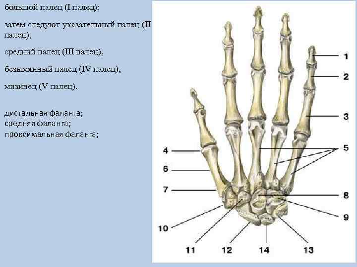большой палец (I палец); затем следуют указательный палец (II палец), средний палец (III палец),