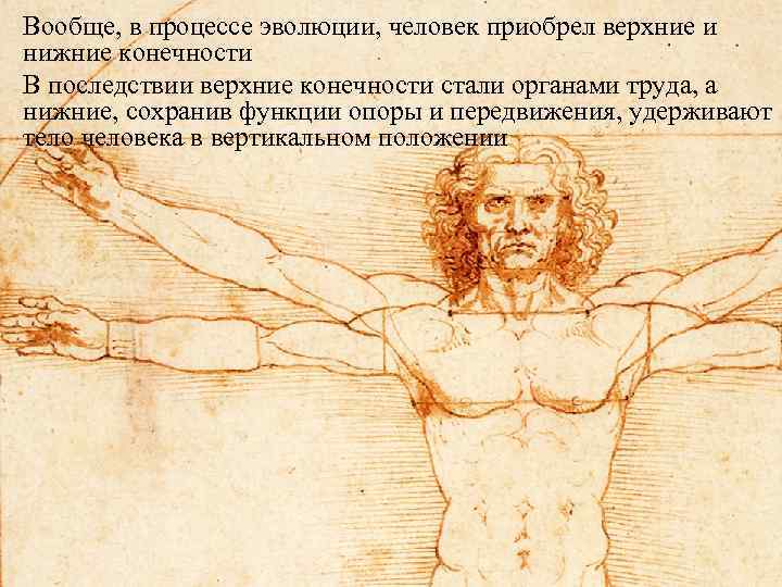 Вообще, в процессе эволюции, человек приобрел верхние и нижние конечности В последствии верхние конечности