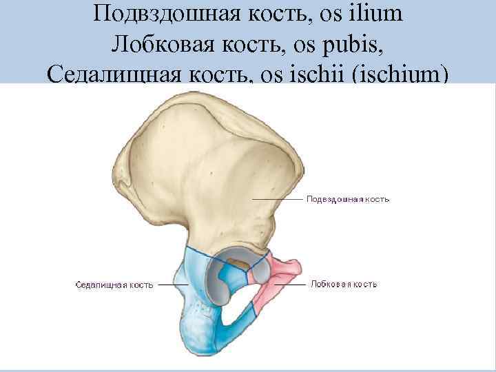 Подвздошная кость, os ilium Лобковая кость, os pubis, Седалищная кость, os ischii (ischium) 