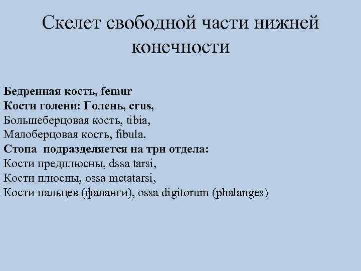 Скелет свободной части нижней конечности Бедренная кость, femur Кости голени: Голень, crus, Большеберцовая кость,