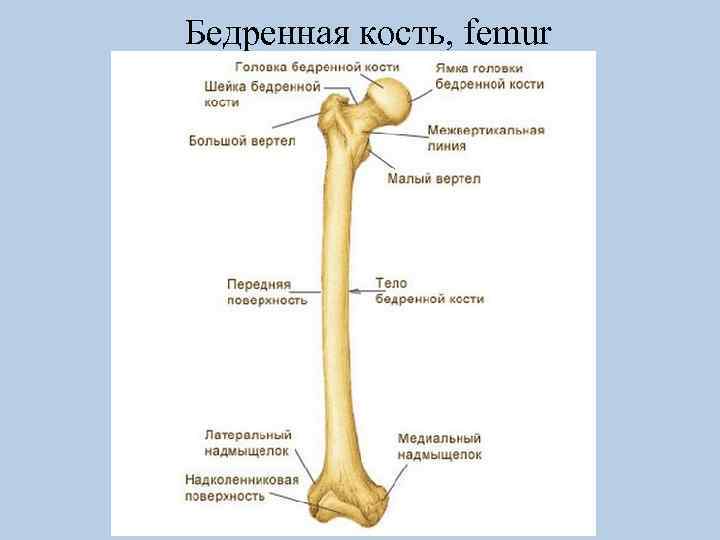Бедренная кость, femur 
