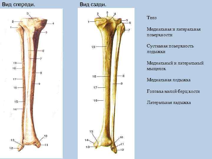 Вид спереди. Вид сзади. Тело Медиальная и латеральная поверхности Суставная поверхность лодыжки Медиальный и