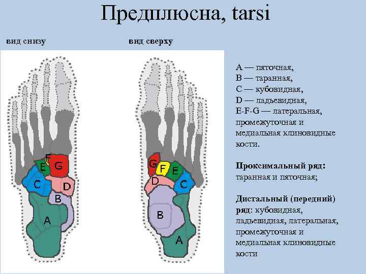 Предплюсна, tarsi вид снизу вид сверху A — пяточная, B — таранная, C —