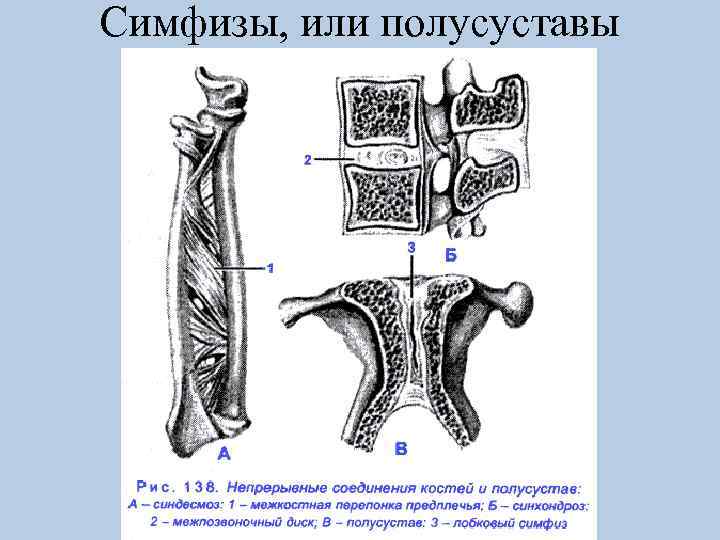Симфизы, или полусуставы 