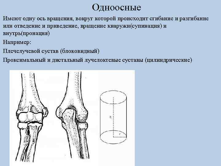 Одноосные Имеют одну ось вращения, вокруг которой происходит сгибание и разгибание или отведение и