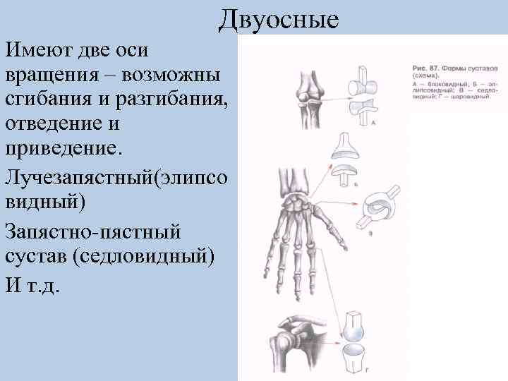 Двуосные Имеют две оси вращения – возможны сгибания и разгибания, отведение и приведение. Лучезапястный(элипсо