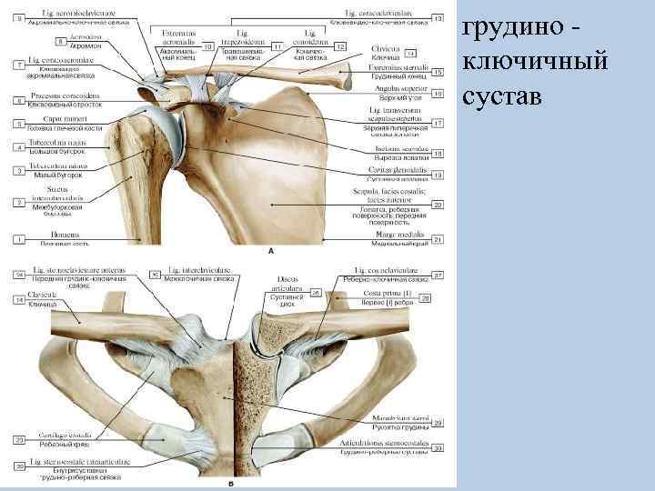 грудино ключичный сустав 