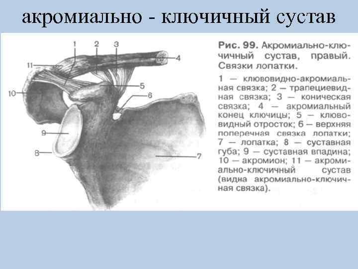акромиально - ключичный сустав 
