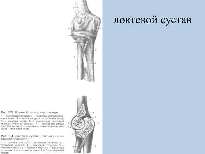 локтевой сустав 