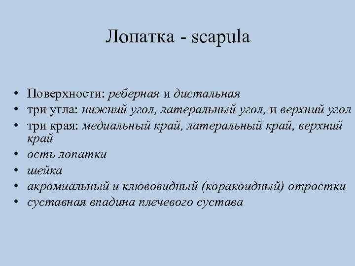 Лопатка - scapula • Поверхности: реберная и дистальная • три угла: нижний угол, латеральный