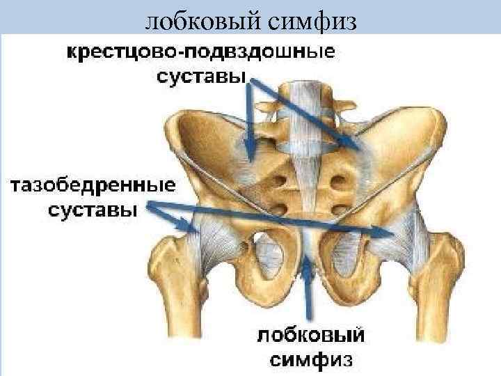 лобковый симфиз 