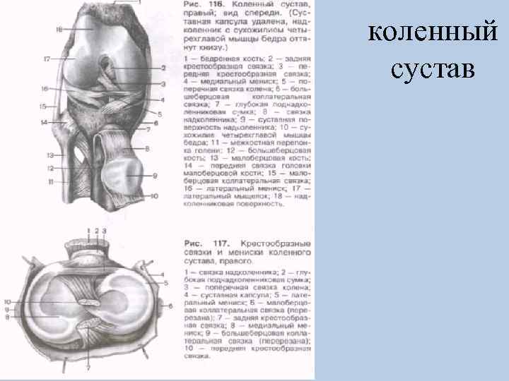 коленный сустав 