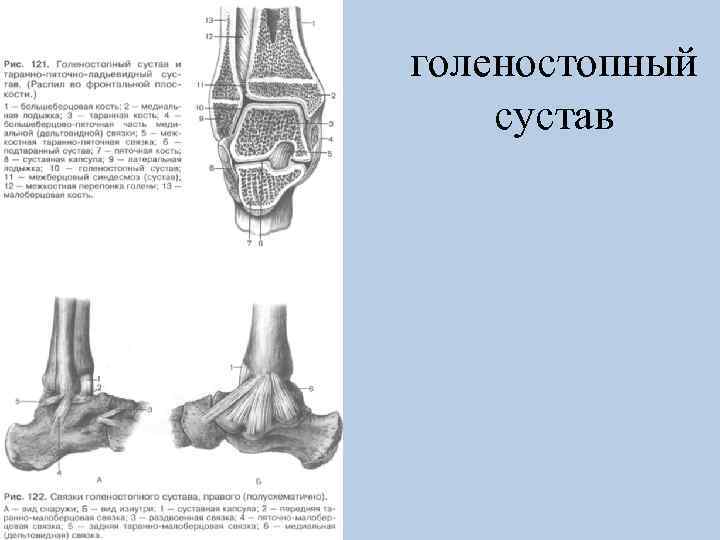 голеностопный сустав 