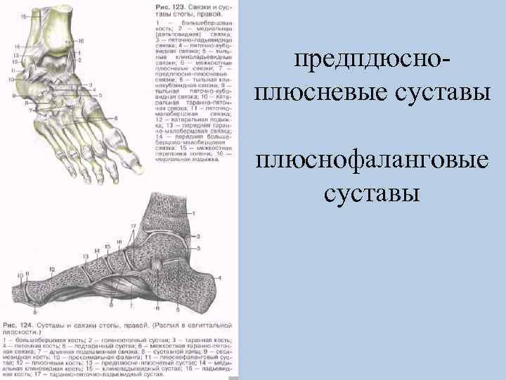 предпдюсноплюсневые суставы плюснофаланговые суставы 