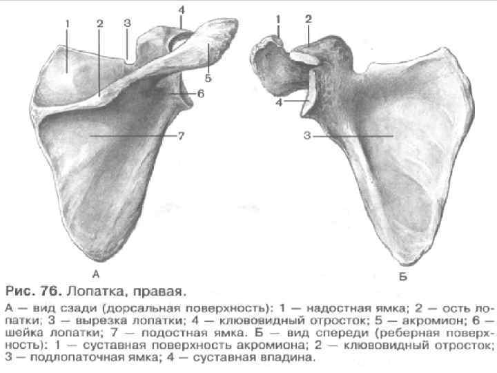 Лопатка строение фото