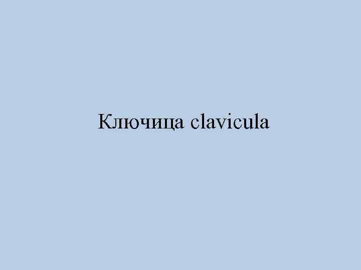 Ключица clavicula 
