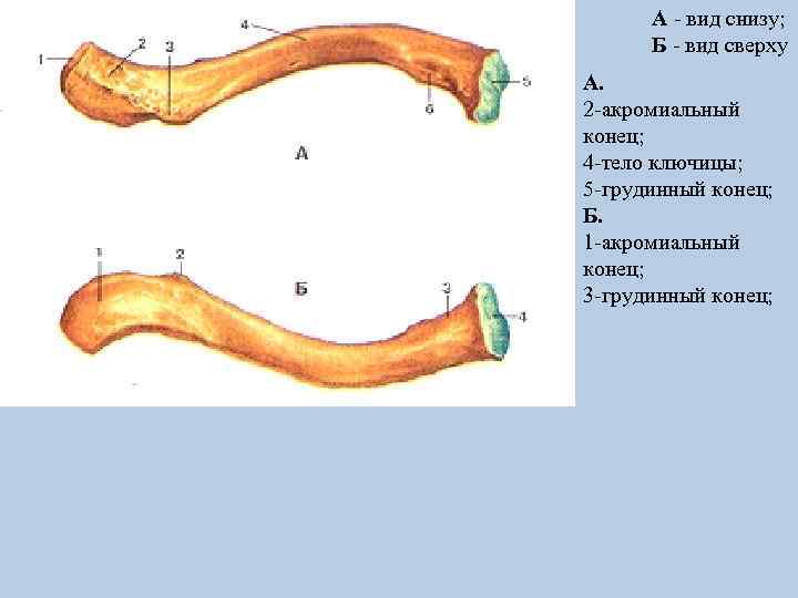 А - вид снизу; Б - вид сверху А. 2 -акромиальный конец; 4 -тело