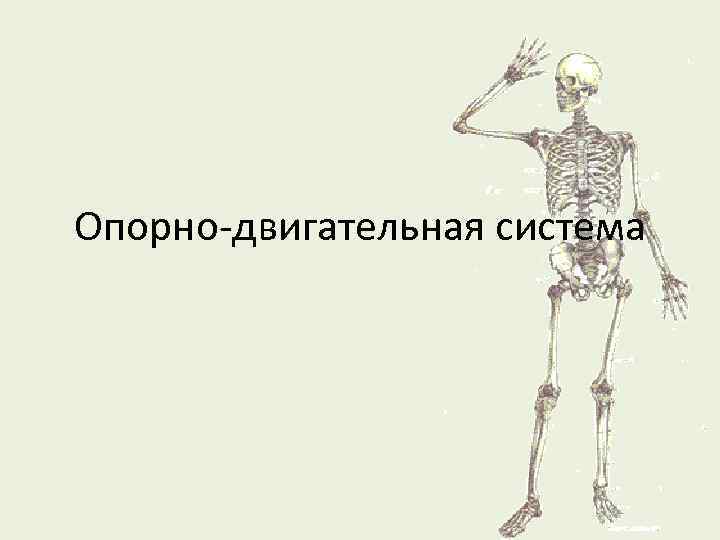Опорно-двигательная система 
