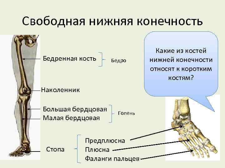 Свободная нижняя конечность Бедренная кость Бедро Наколенник Большая бердцовая Малая бердцовая Стопа Голень Предплюсна