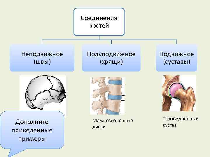 Схема соединений костей