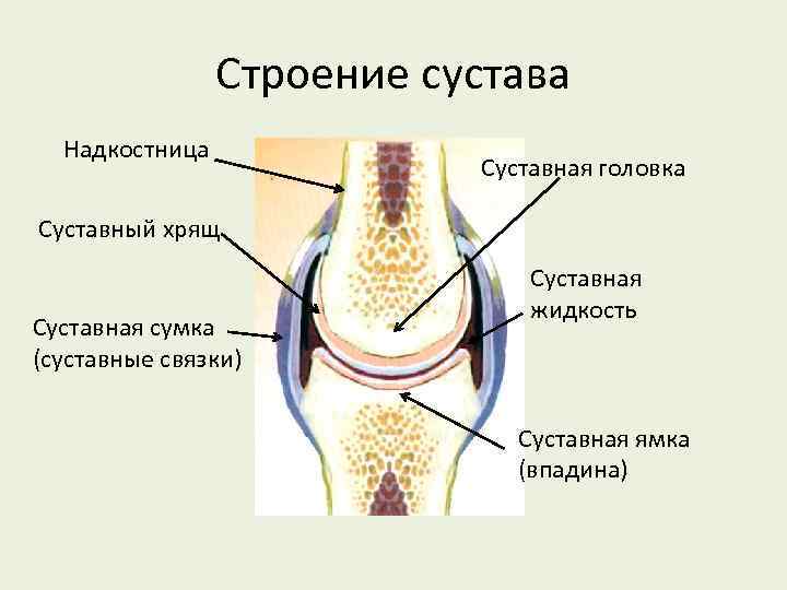 Строение сустава Надкостница Суставная головка Суставный хрящ Суставная сумка (суставные связки) Суставная жидкость Суставная