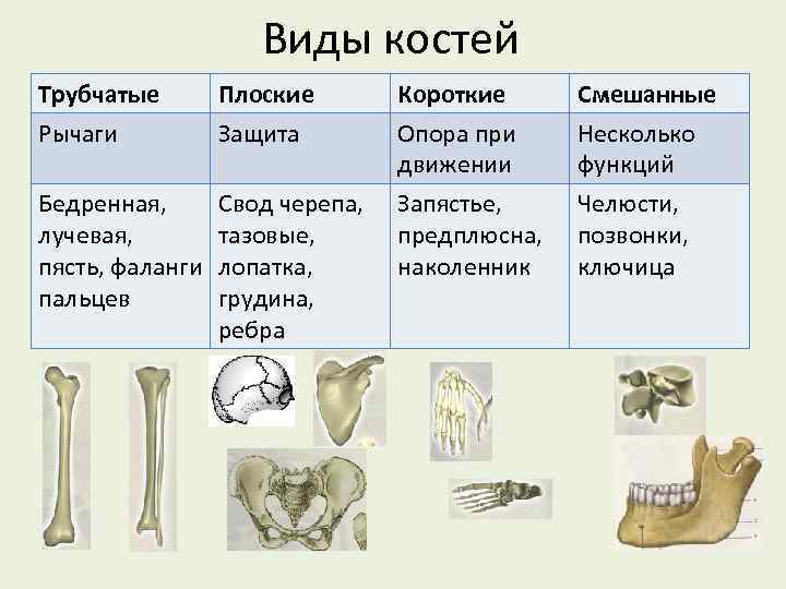 Виды костей Трубчатые Рычаги Плоские Защита Бедренная, лучевая, пясть, фаланги пальцев Свод черепа, тазовые,