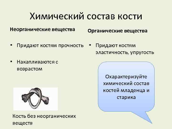 Химический состав кости Неорганические вещества Органические вещества • Придают костям прочность • Придают костям