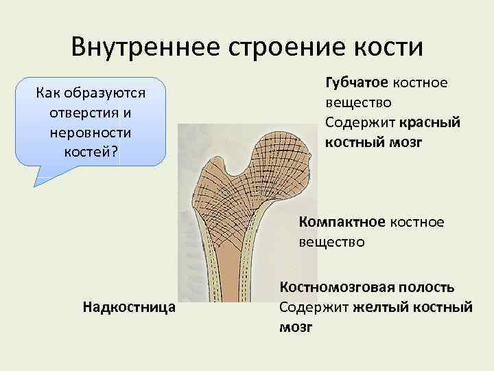Внутреннее строение кости Как образуются отверстия и неровности костей? Губчатое костное вещество Содержит красный