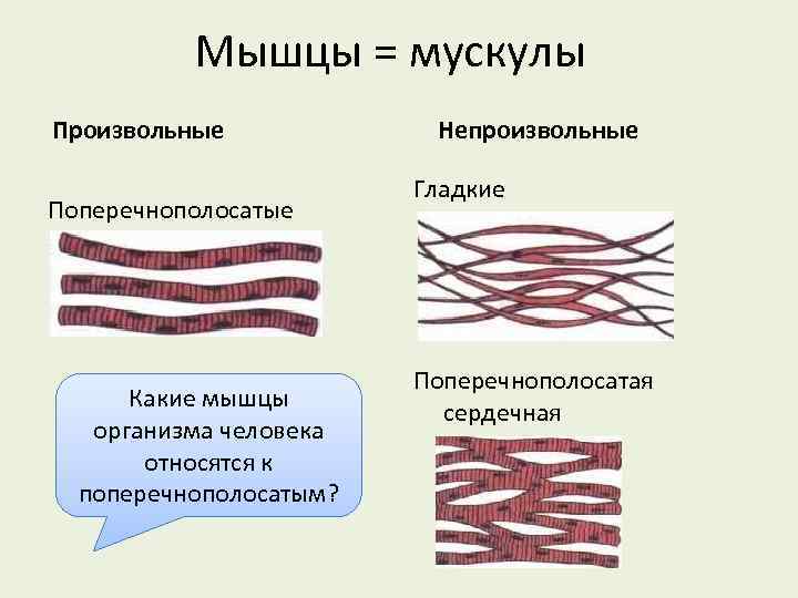 Мышцы = мускулы Произвольные Поперечнополосатые Какие мышцы организма человека относятся к поперечнополосатым? Непроизвольные Гладкие