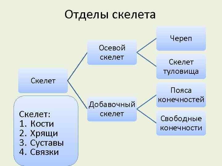 Отделы скелета Осевой скелет Скелет: 1. Кости 2. Хрящи 3. Суставы 4. Связки Добавочный
