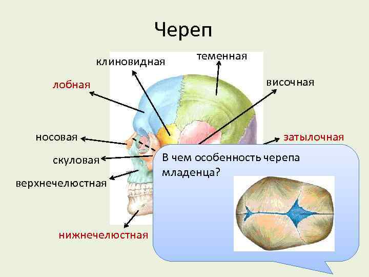 Череп клиновидная лобная теменная височная носовая скуловая верхнечелюстная затылочная В чем особенность черепа младенца?