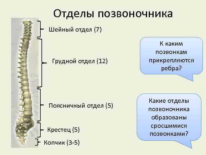Отделы позвоночника Шейный отдел (7) Грудной отдел (12) Поясничный отдел (5) Крестец (5) Копчик