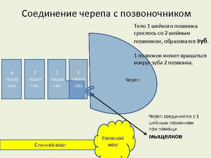Соединение черепа с позвоночником Тело 1 шейного позвонка срослось со 2 шейным позвонком, образовался