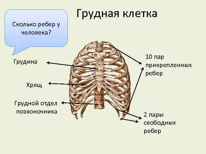 Сколько ребер у человека? Грудина Грудная клетка 10 пар прикрепленных ребер Хрящ Грудной отдел