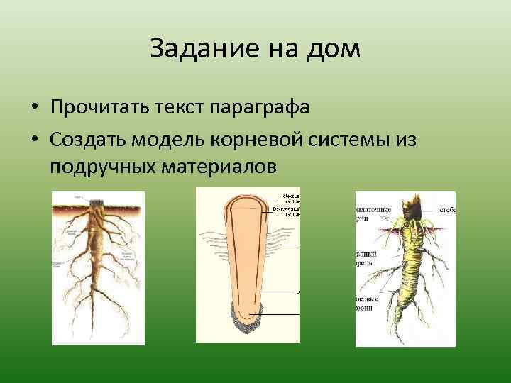 Задание на дом • Прочитать текст параграфа • Создать модель корневой системы из подручных