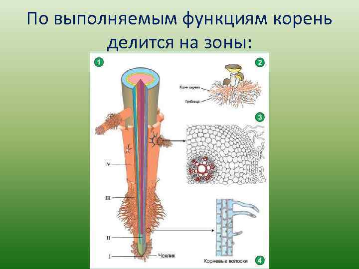 По выполняемым функциям корень делится на зоны: 