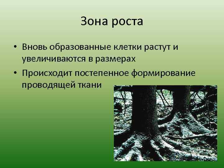 Зона роста • Вновь образованные клетки растут и увеличиваются в размерах • Происходит постепенное