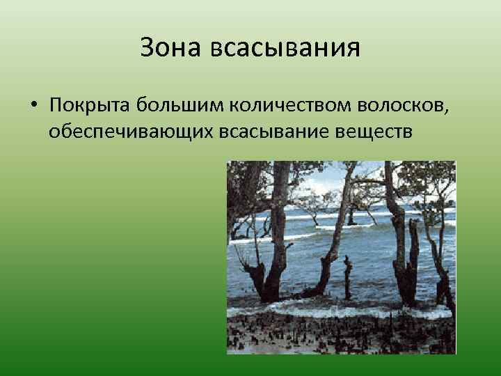 Зона всасывания • Покрыта большим количеством волосков, обеспечивающих всасывание веществ 