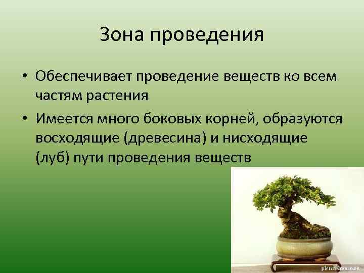 Зона проведения • Обеспечивает проведение веществ ко всем частям растения • Имеется много боковых