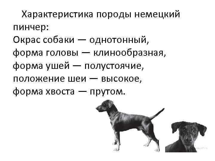  Характеристика породы немецкий пинчер: Окрас собаки — однотонный, форма головы — клинообразная, форма