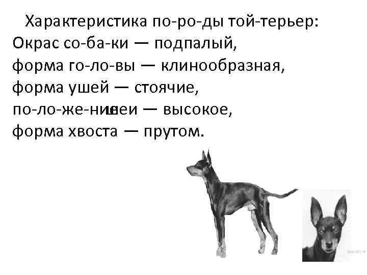  Характеристика по ро ды той терьер: Окрас со ба ки — подпалый, форма