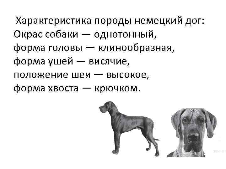  Характеристика породы немецкий дог: Окрас собаки — однотонный, форма головы — клинообразная, форма