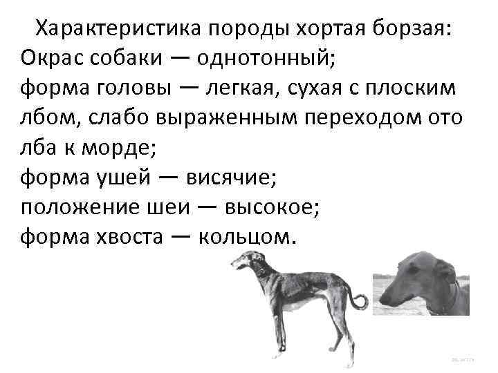  Характеристика породы хортая борзая: Окрас собаки — однотонный; форма головы — легкая, сухая