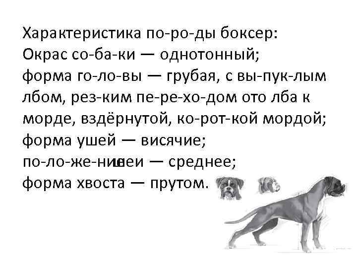 Характеристика по ро ды боксер: Окрас со ба ки — однотонный; форма го ло