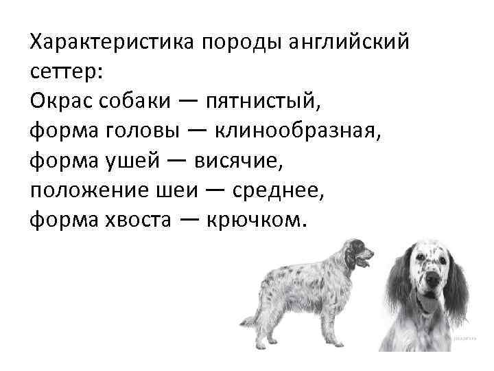 Характеристика породы английский сеттер: Окрас собаки — пятнистый, форма головы — клинообразная, форма ушей