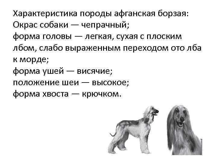 Характеристика породы афганская борзая: Окрас собаки — чепрачный; форма головы — легкая, сухая с